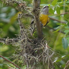 Coereba flaveola