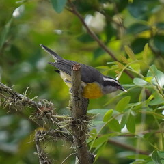 Coereba flaveola