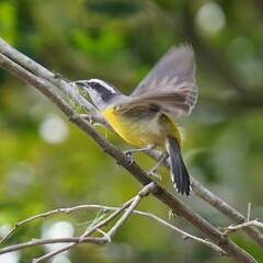 Coereba flaveola
