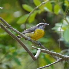 Coereba flaveola