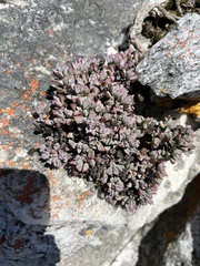 Oscularia deltoides