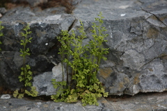 Anogramma leptophylla