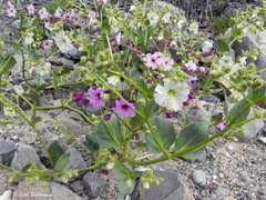 Mirabilis elegans