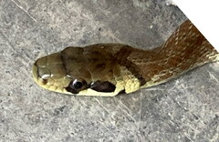 Zamenis longissimus