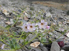 Mirabilis elegans
