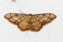 Geometridae