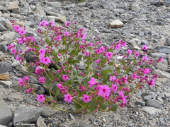 Mirabilis elegans