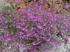 Mirabilis elegans