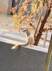 Cynictis penicillata