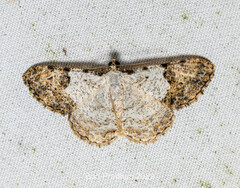 Psilalcis albibasis