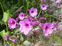 Mirabilis elegans