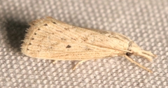 Diatraea lisetta
