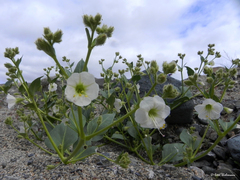 Mirabilis elegans