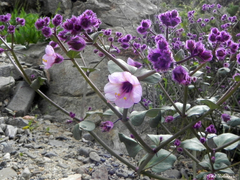 Mirabilis elegans
