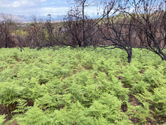 Pteridium aquilinum capense