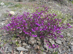 Mirabilis elegans