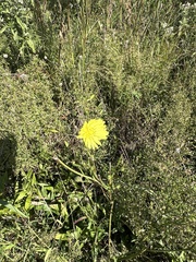 Pyrrhopappus carolinianus