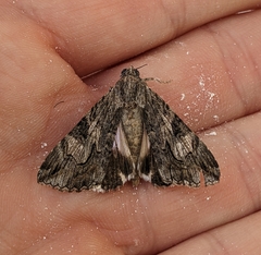 Melipotis jucunda