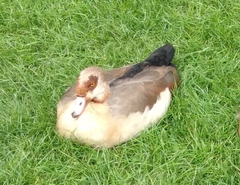 Alopochen aegyptiaca