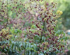 Koelreuteria