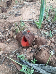 Hydnora africana