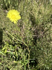 Pyrrhopappus carolinianus