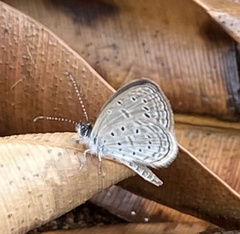 Zizula hylax pygmaea