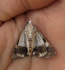 Melipotis jucunda