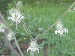 Silene dichotoma