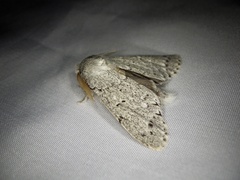 Cnethodonta grisescens