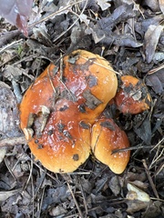 Cortinarius mucosus