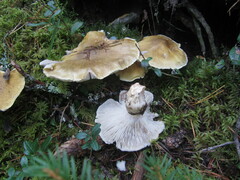 Tricholoma arvernense