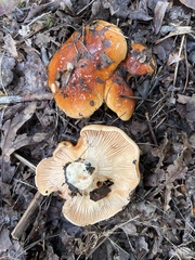 Cortinarius mucosus