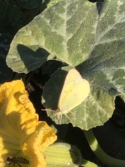 Colias
