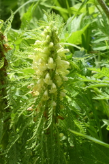 Pedicularis foliosa