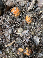 Cortinarius mucosus