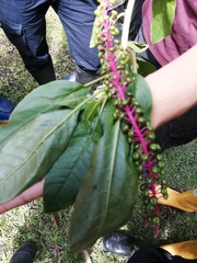 Phytolacca