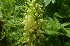 Pedicularis foliosa