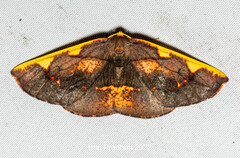 Nothomiza costalis