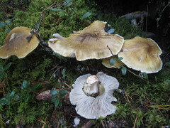 Tricholoma arvernense