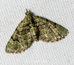 Chloroclystis
