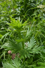 Aconitum napellus