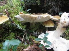 Tricholoma arvernense