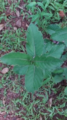 Neuracanthus