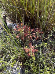 Drosera glabripes