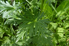 Aconitum napellus