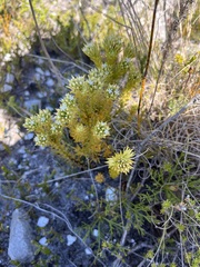 Thesium capitatum