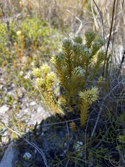 Thesium capitatum