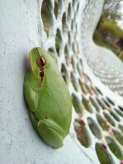 Hyla meridionalis