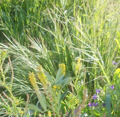 Bromus sterilis